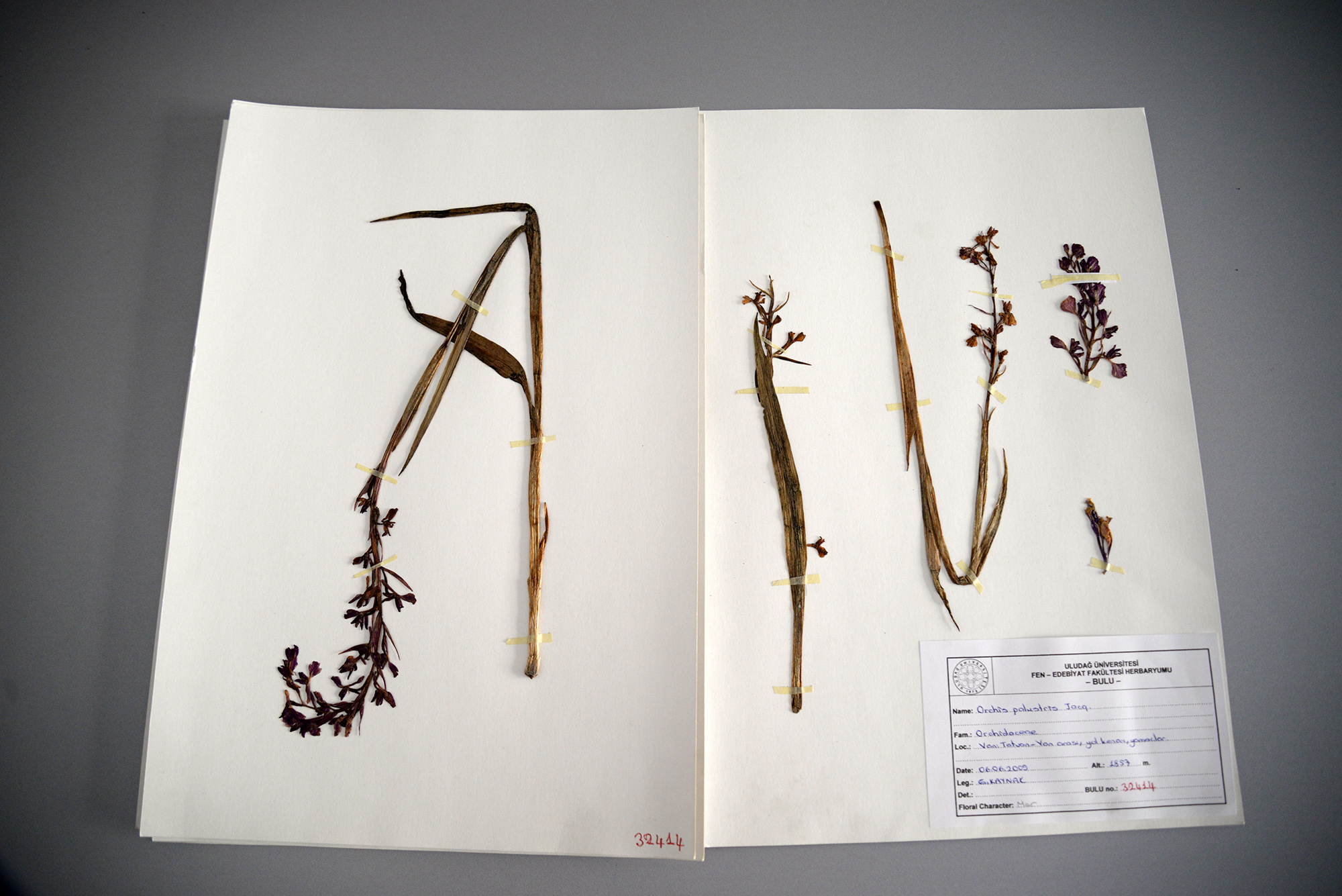 Uludağ Üniversitesi Herbaryum Labaratuvarı