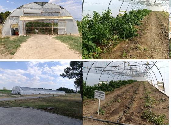 Eğitim ve Araştırma Serası