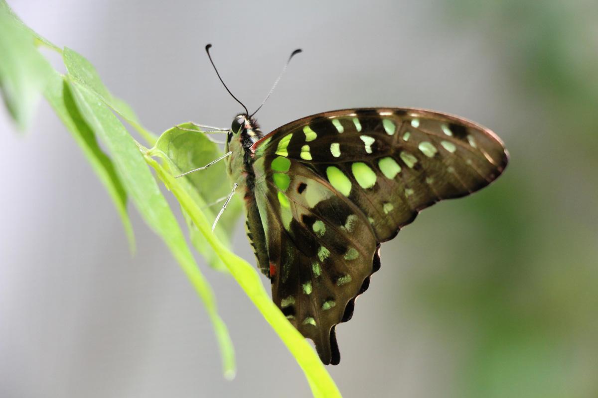 Konya Tropikal Kelebek Bahçesi