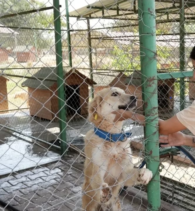 Çukurova Belediyesi Hayvan Barınağı