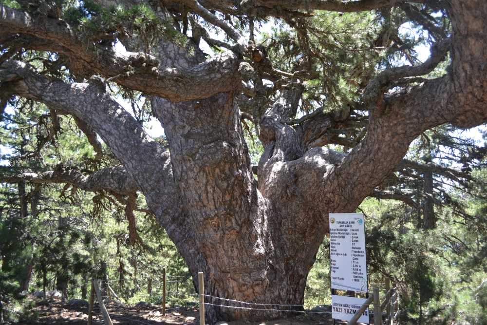 Tepedelen Çamı (Anıt Ağaç)