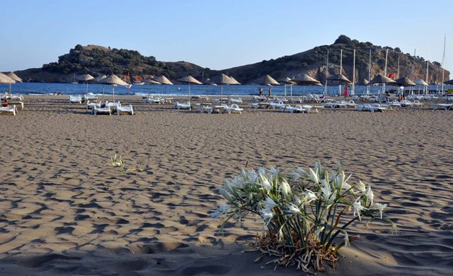 Sarıgerme Kum ZambağıI Yetişme Alanı