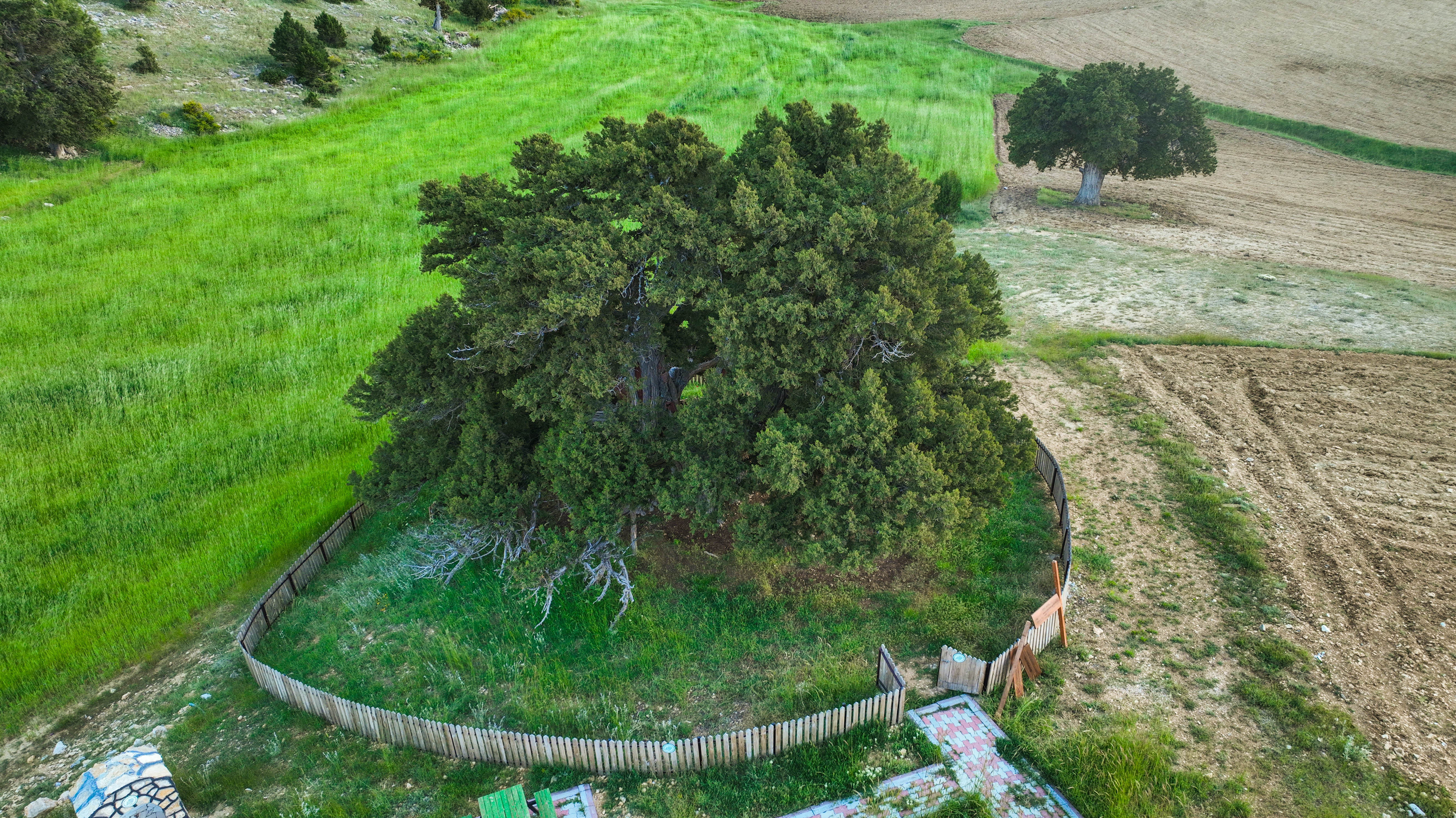 Ağıl Ardıç Tabiat Anıtı