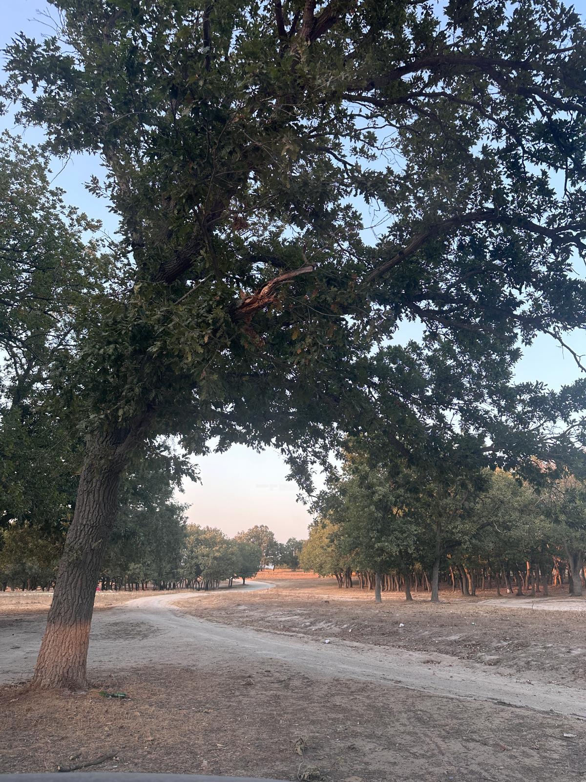 Saray Bozaba Mesire Alanı