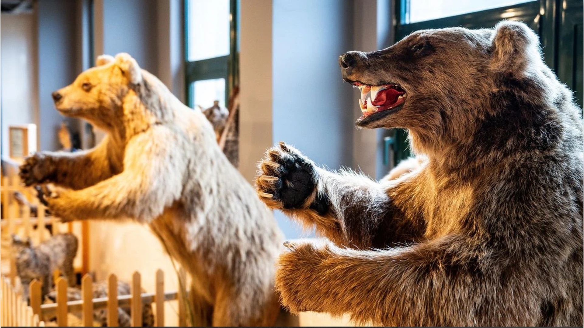 Yaban Hayatı Müzesi