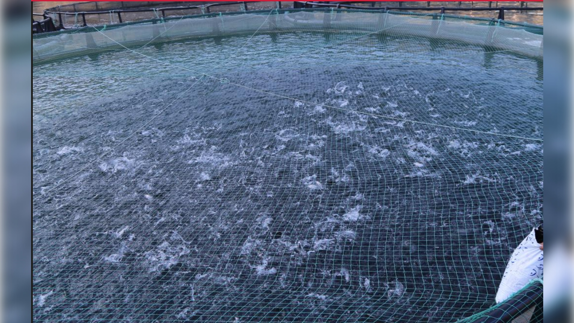 Borçka Barajı Somon Üretim Tesisi