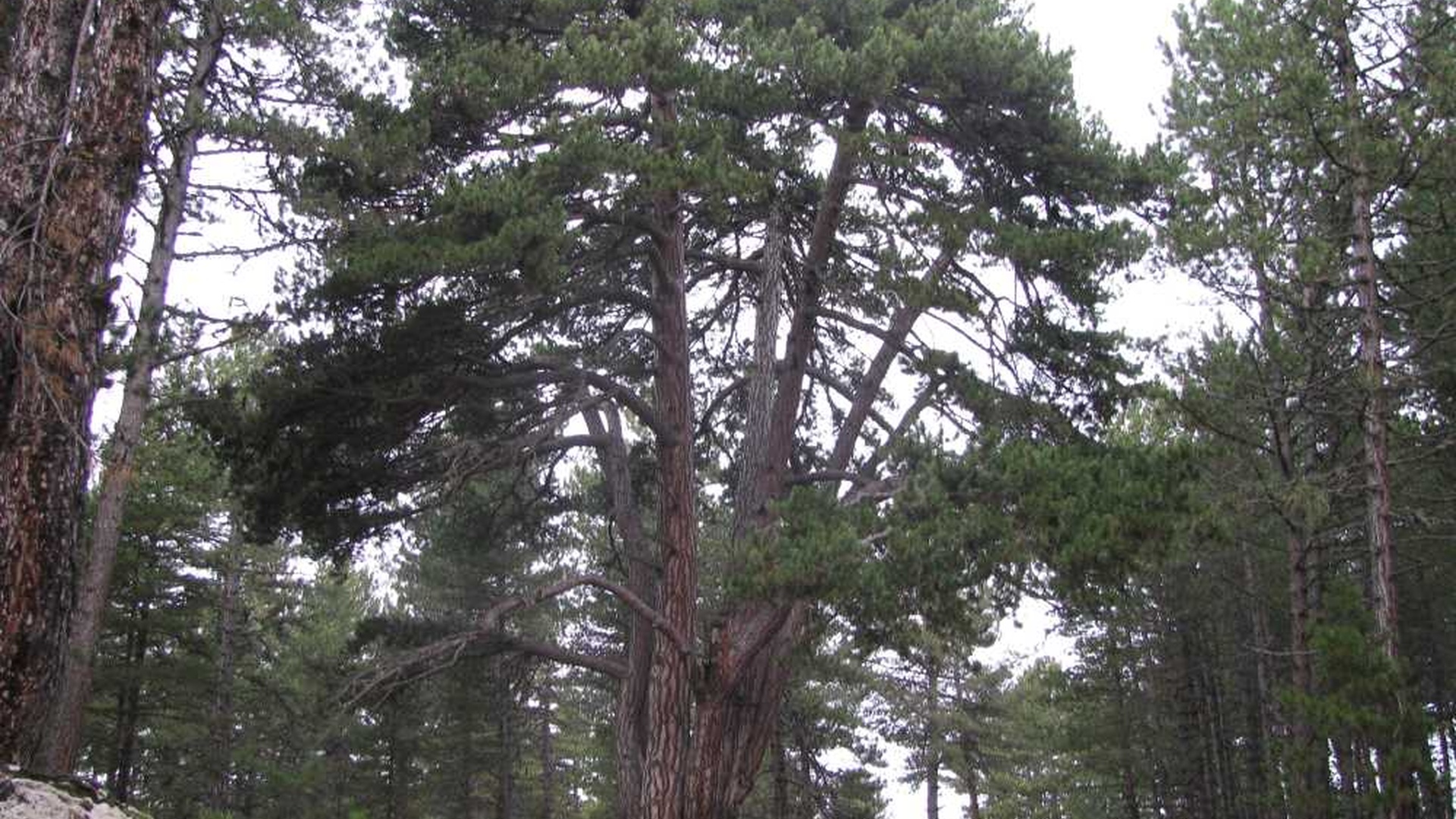 Dokuzkardeşler Çamı/Çerkeş