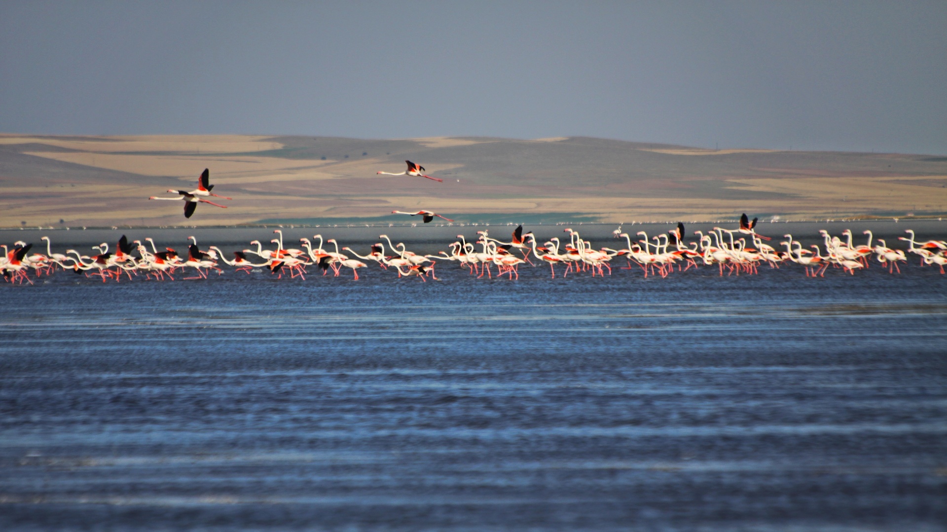 Seyfe Gölü Kuş Cenneti