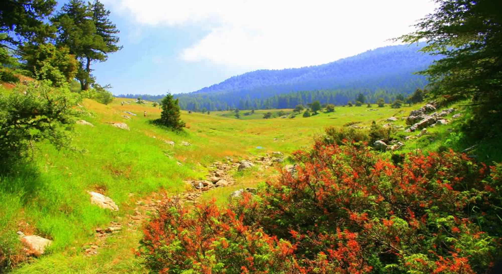 Düldül Dağı Başkonuş Yaylası