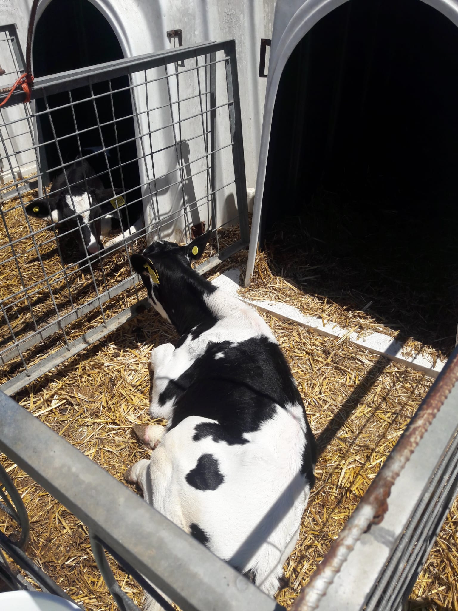 Sütaş Entegre Tesisleri