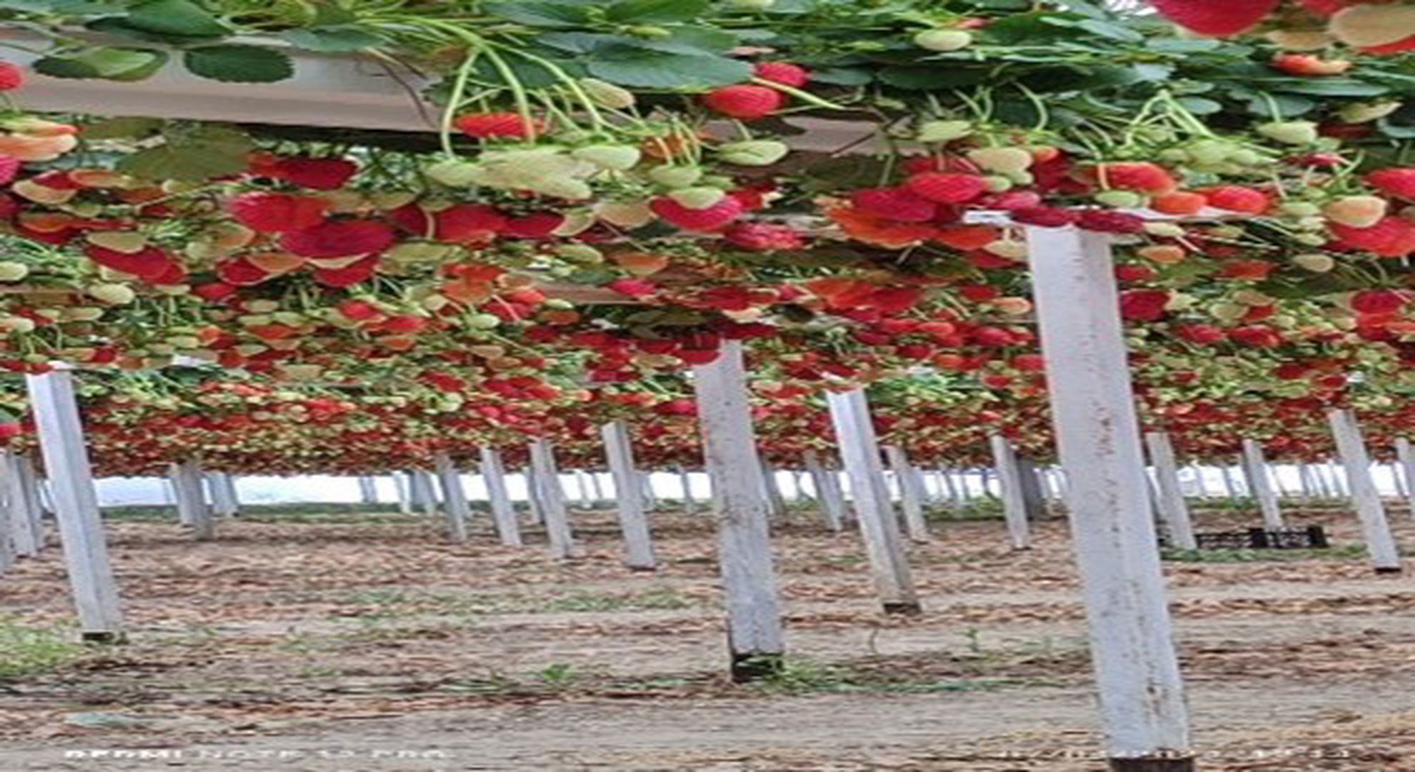 Tatlım Çilek Serası