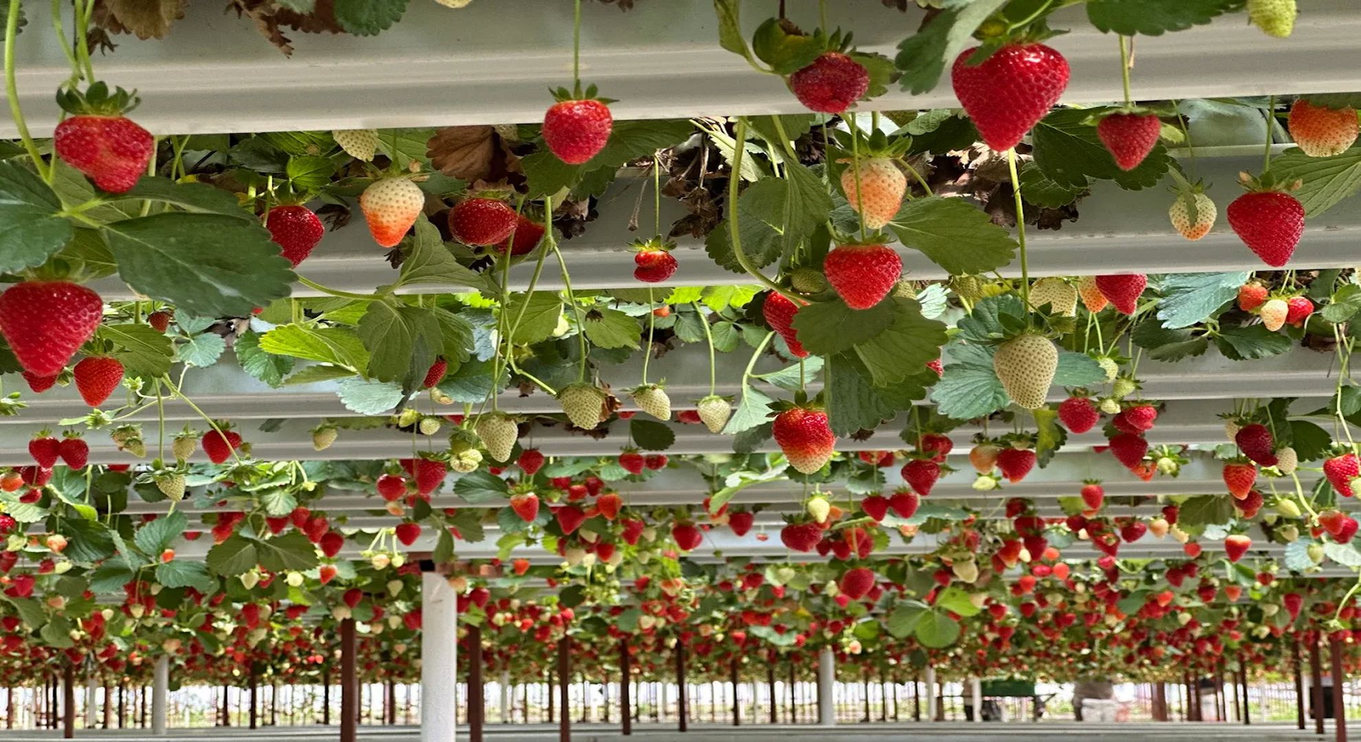 Happy Berry Farm Çilek Serası