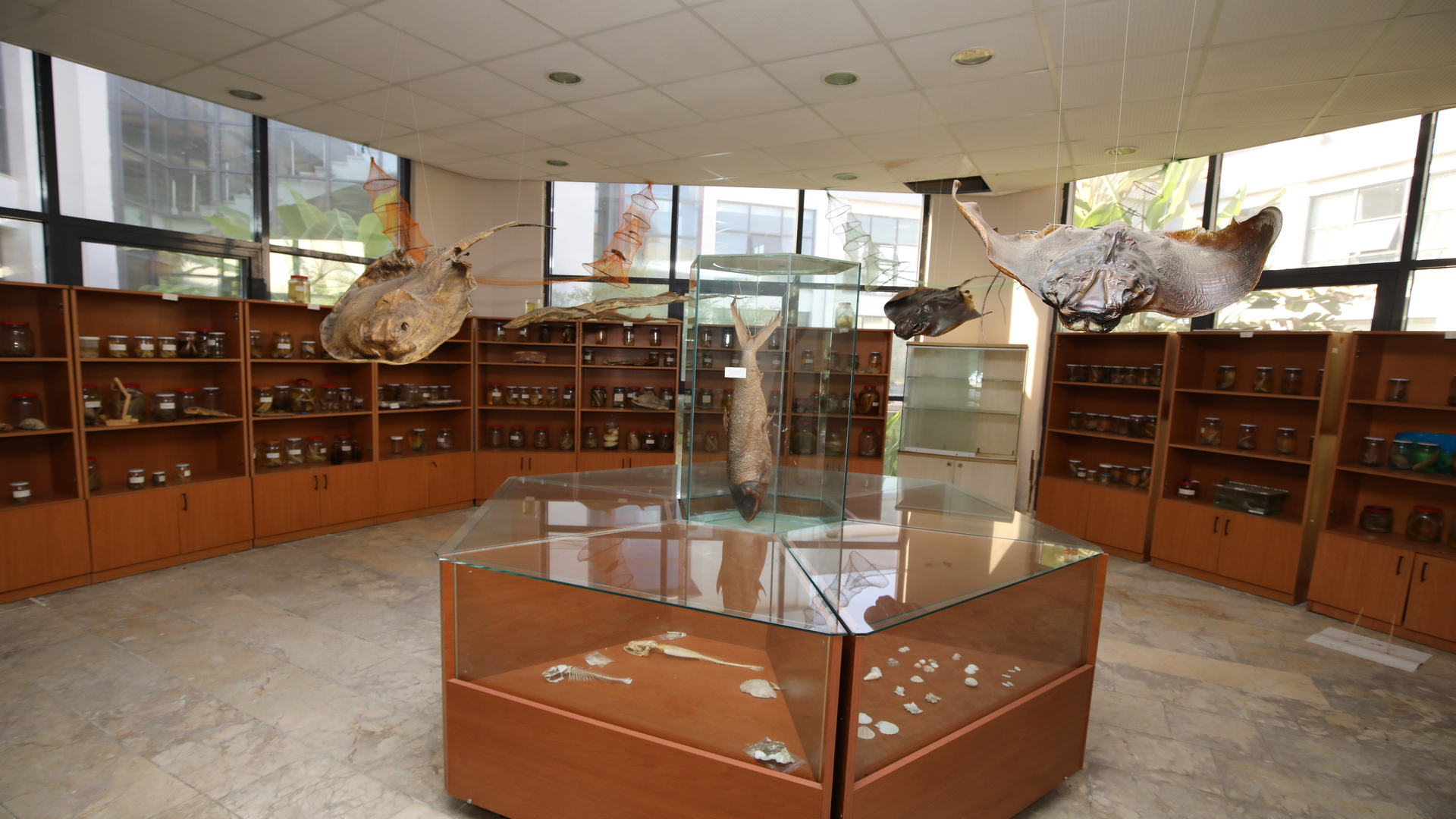 Akdeniz Üniversitesi Su Ürünleri Fakültesi Antalya Körfezi Canlı Türleri Sergisi