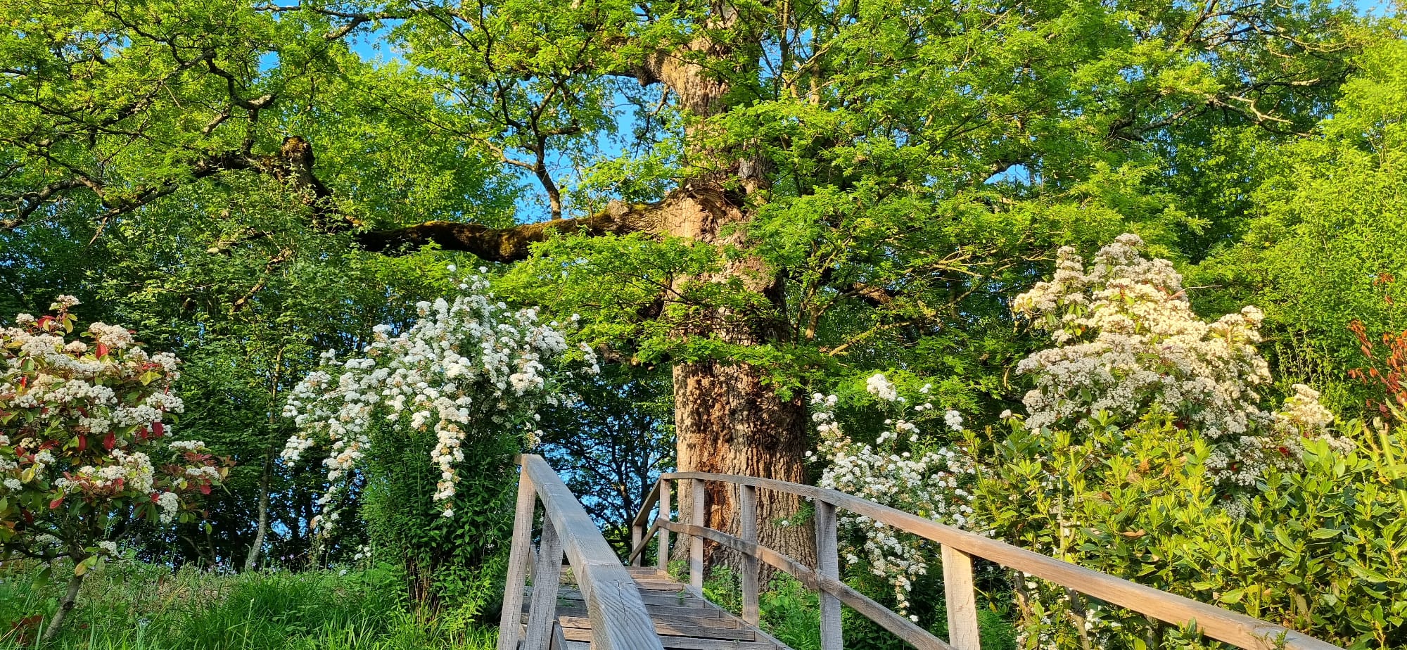 Gökçebey Veyisoğlu Anıt Ağaç