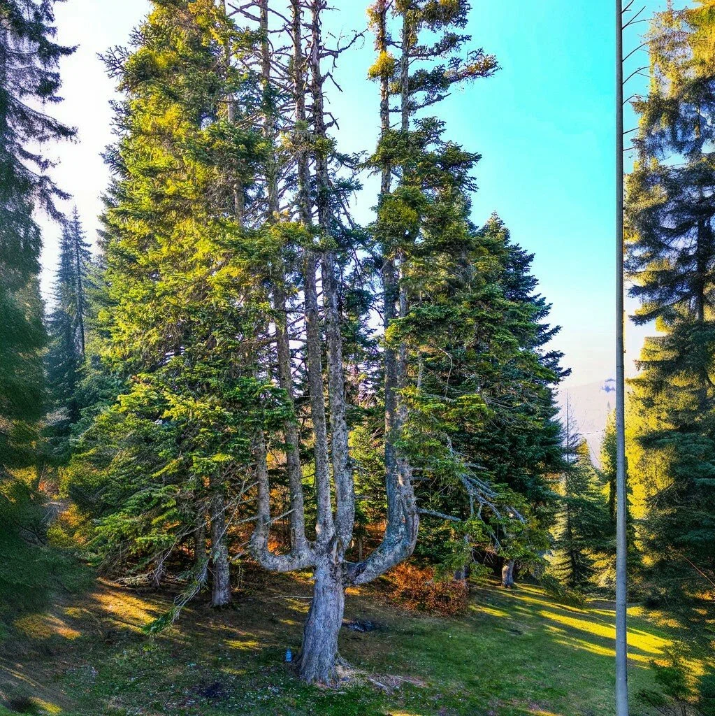 Pamukova Ercova Yaylası