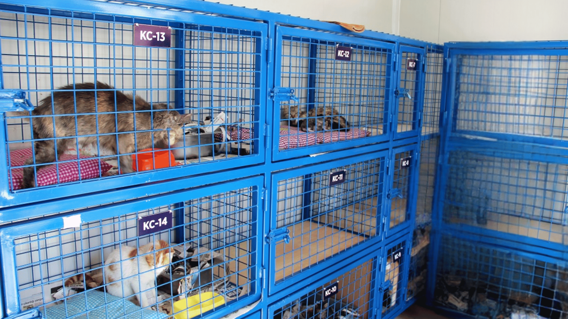 Bodrum Belediyesi Hayvan Barınağı