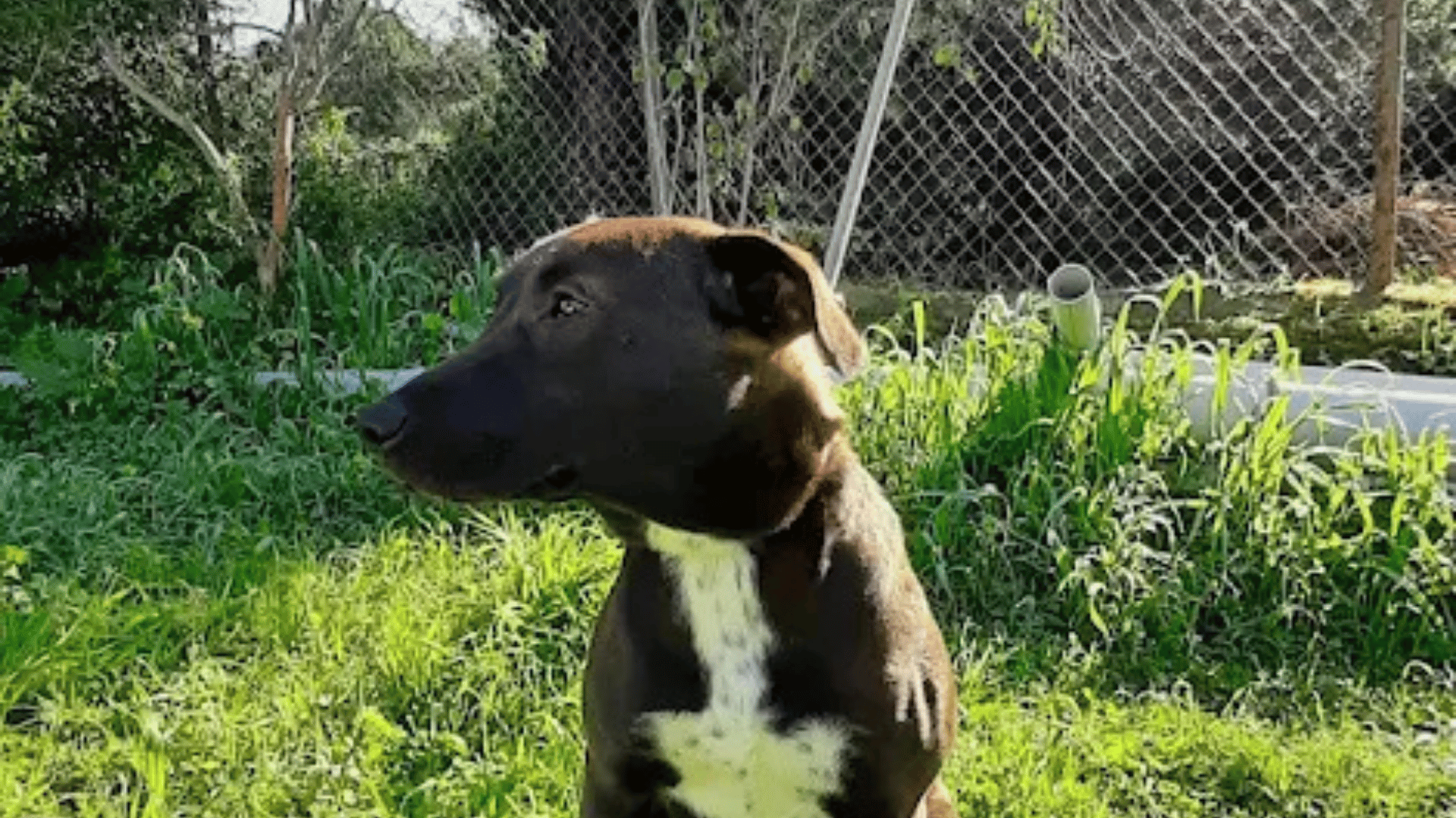 Bodrum Belediyesi Hayvan Barınağı