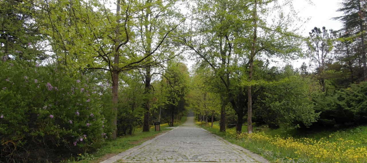 Atatürk Arboretumu
