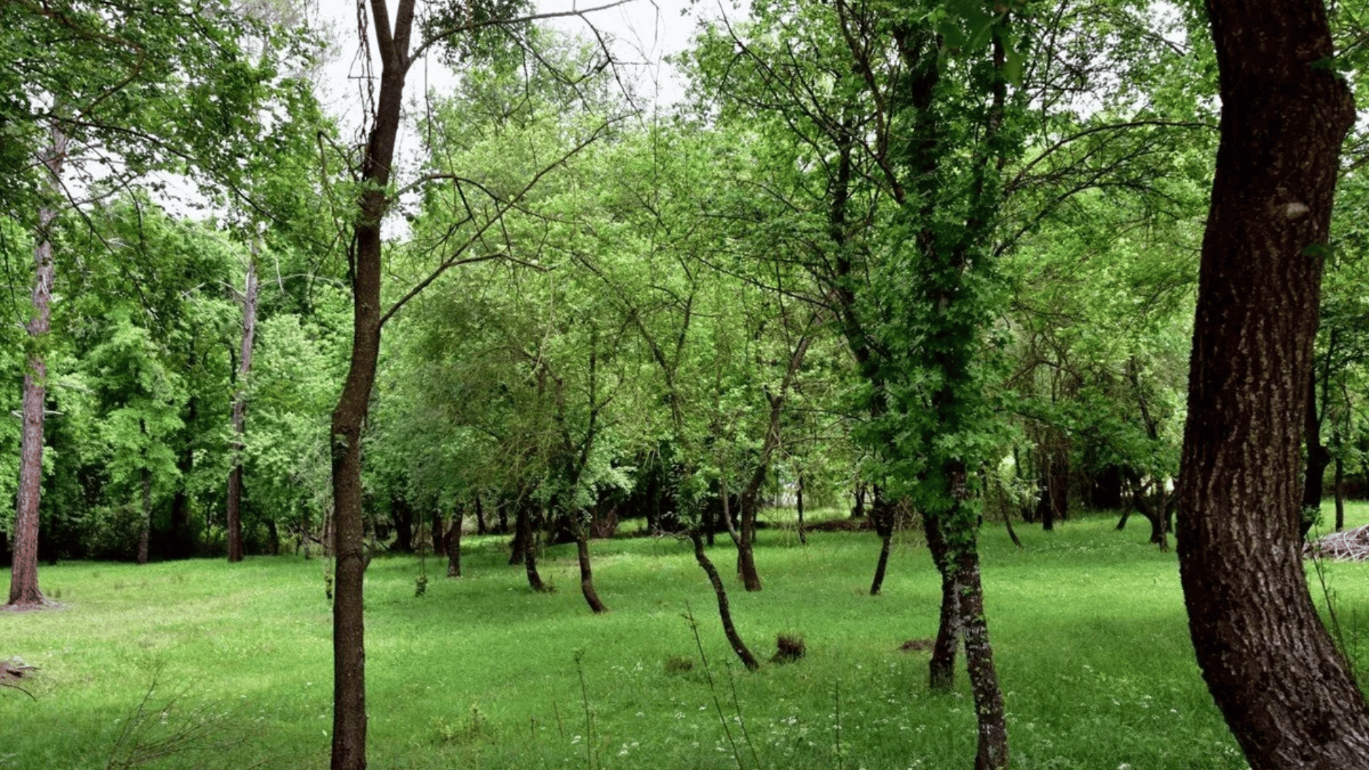 Marmarlı Sığla Orman Alanı