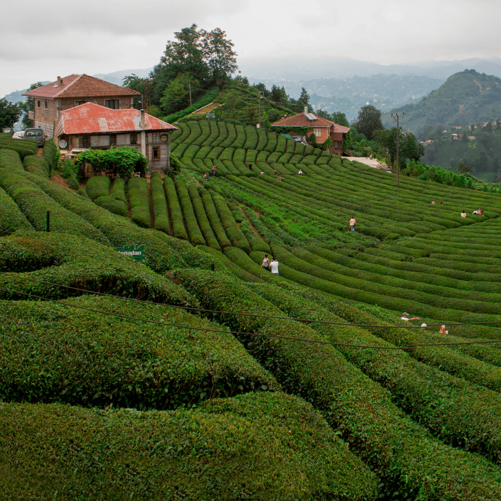 Çeçeva Köyü Çaylık Alanı