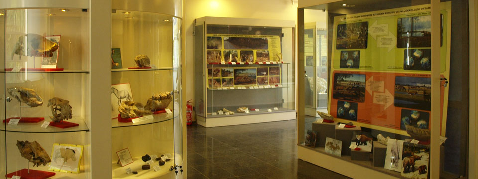 Ege Ünv. Tabiat Tarihi Müzesi