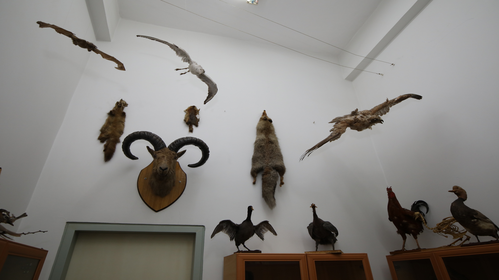 Akdeniz Üniversitesi Fen Fakültesi Omurgalılar Müzesi