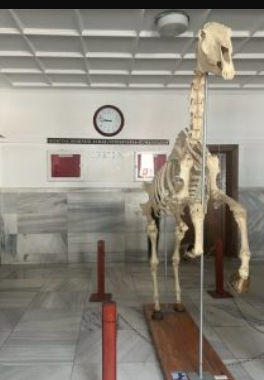 Ankara Üniversitesi Veterinerlik Fakültesi Anatomi Müzesi