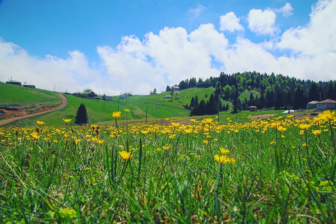 Maçka-Şolma Yaylası