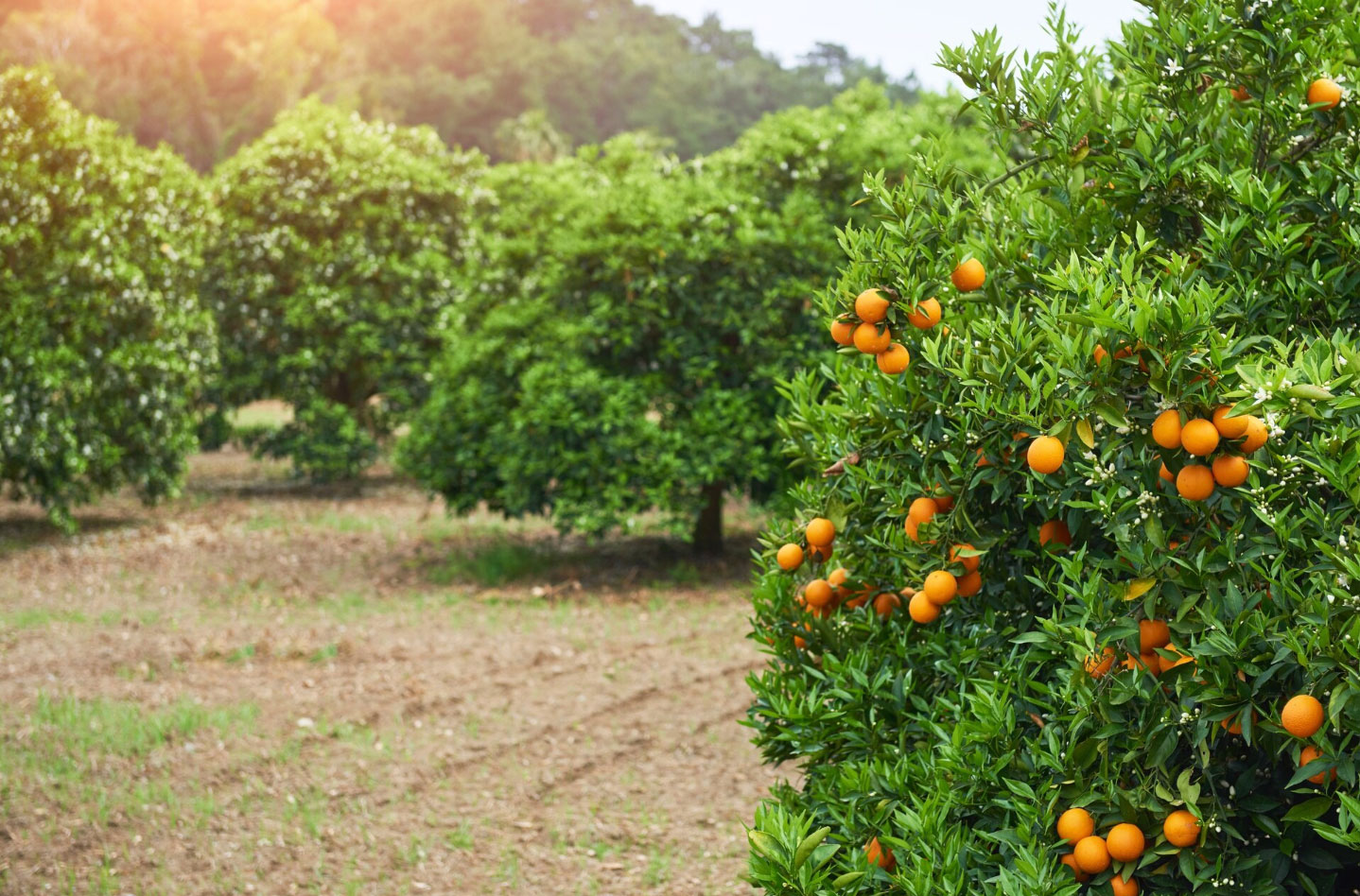 Alata Bahçe Kültürleri Araştırma Enstitüsü Müdürlüğü