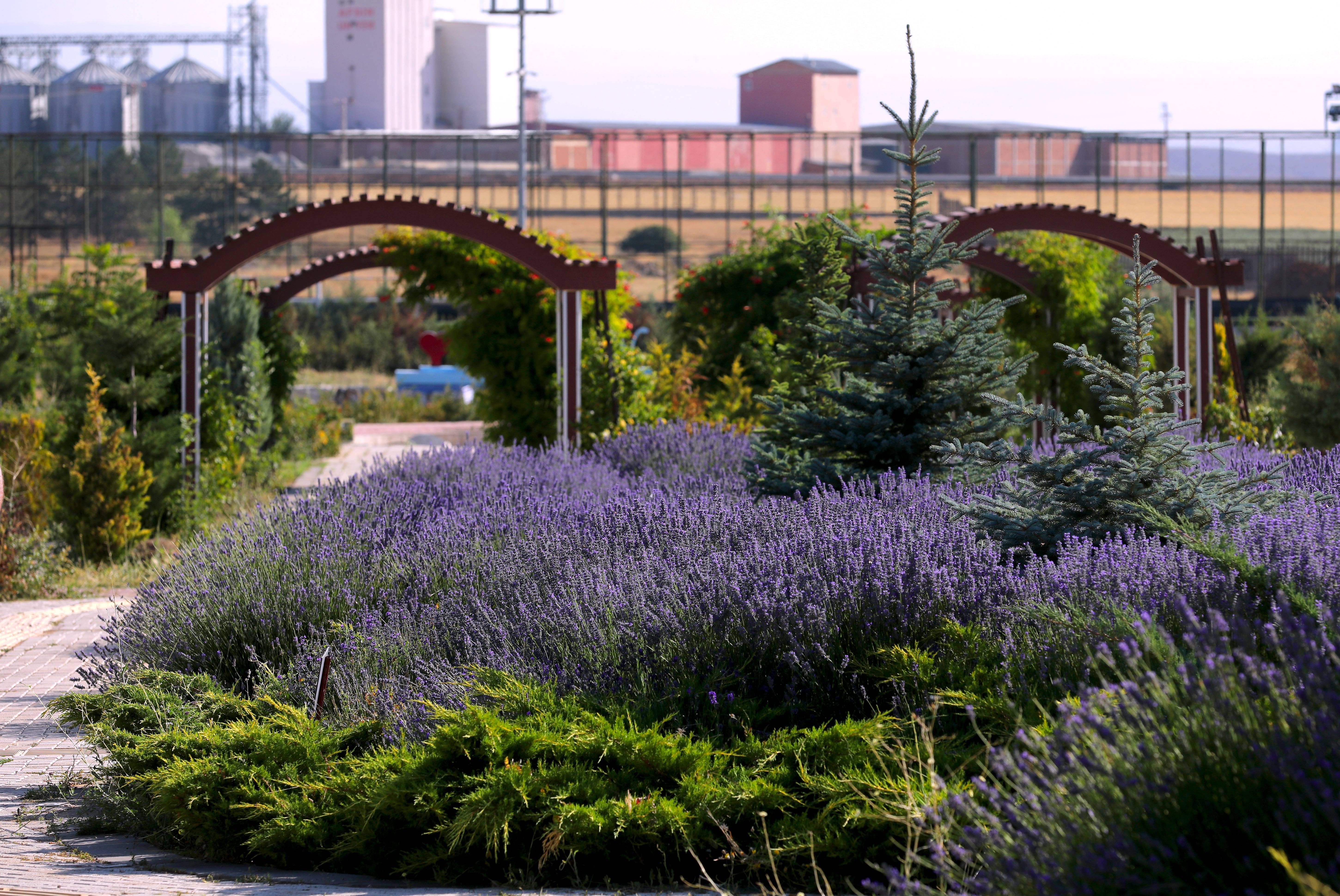 Lavanta Bahçesi Kahramanmaraş