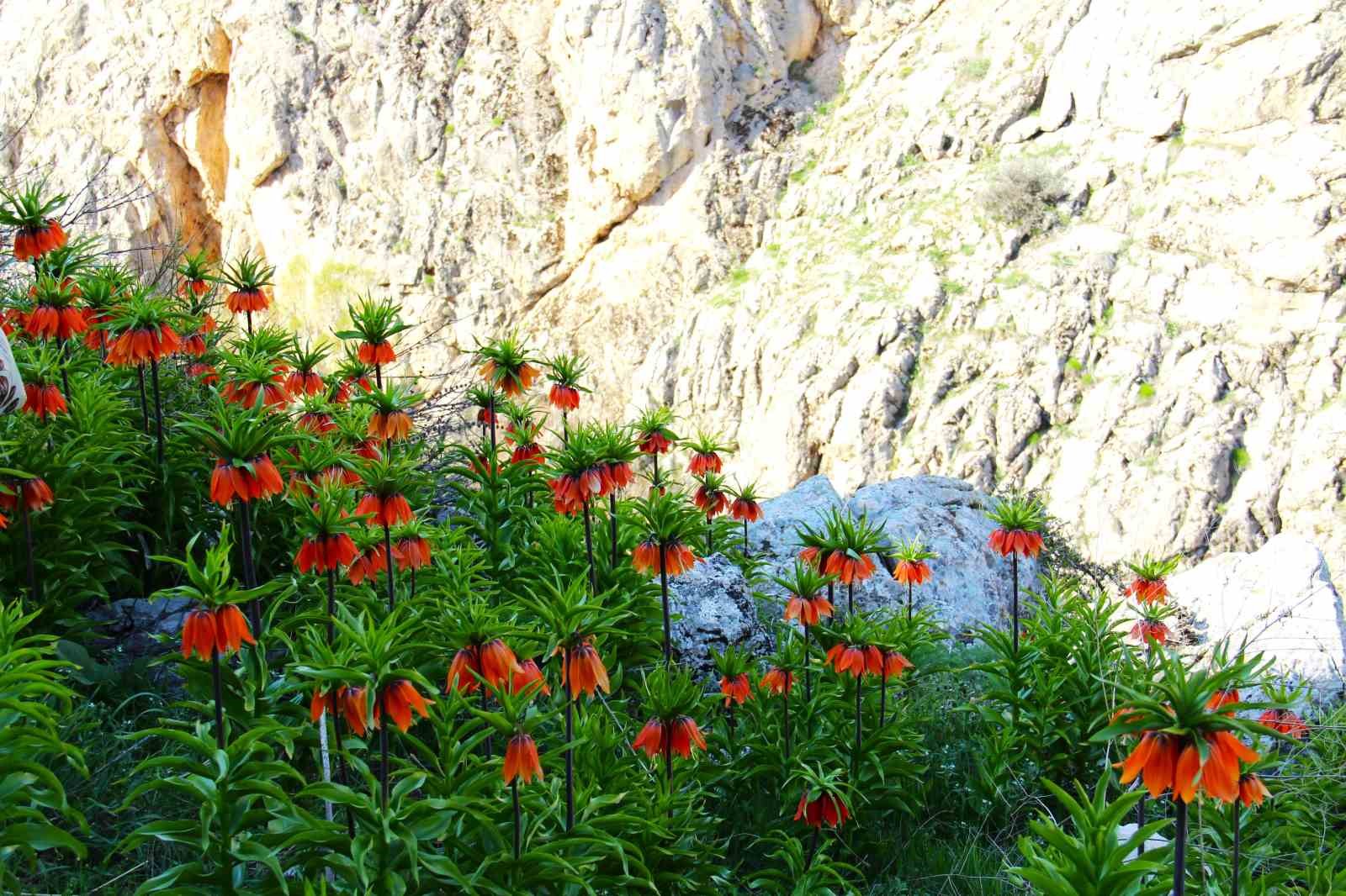 Hurman Çayı Ters Lale Bitkisi Alanı