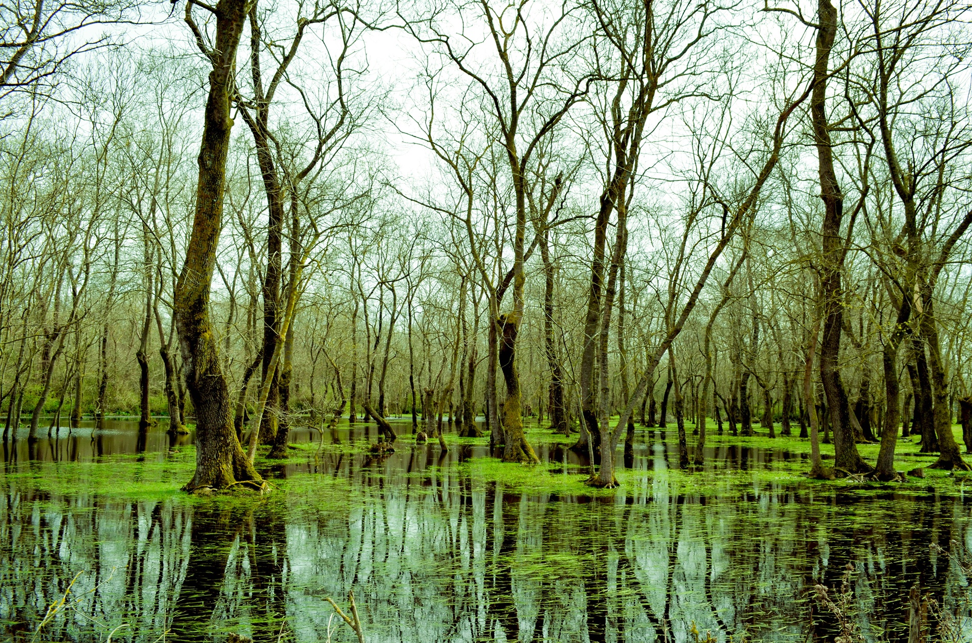 Galeriç Subasar Ormanları
