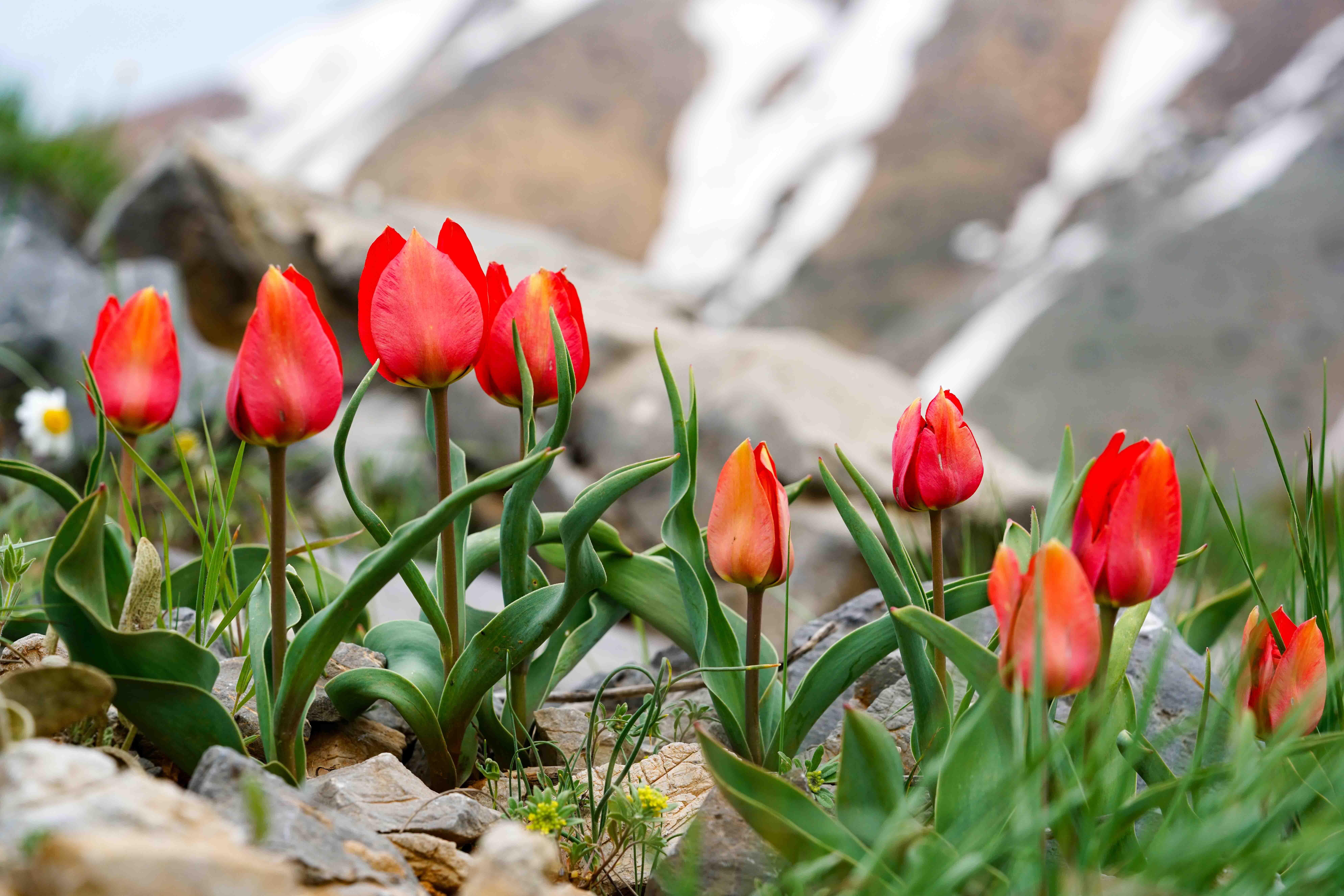 Beydağı  Bürücek  ve Subatan Yaylaları