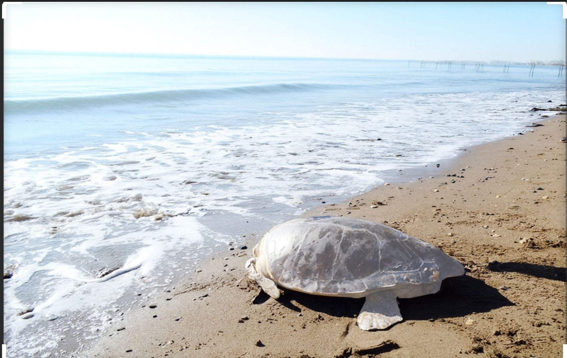 100. Yıl Gümüşkum Tabiat Parkı - Mersin