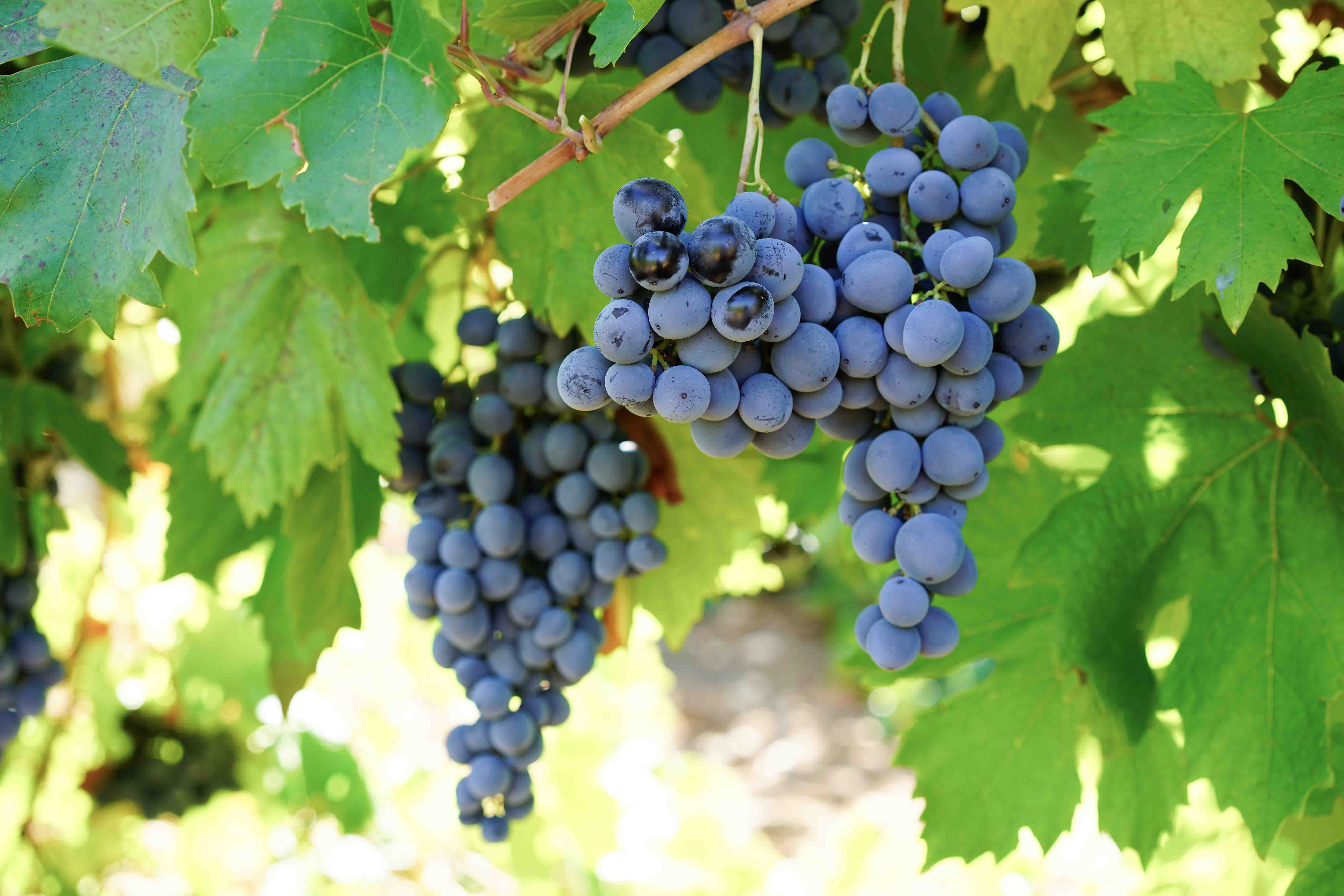 Arapgir Köhnü Üzümü