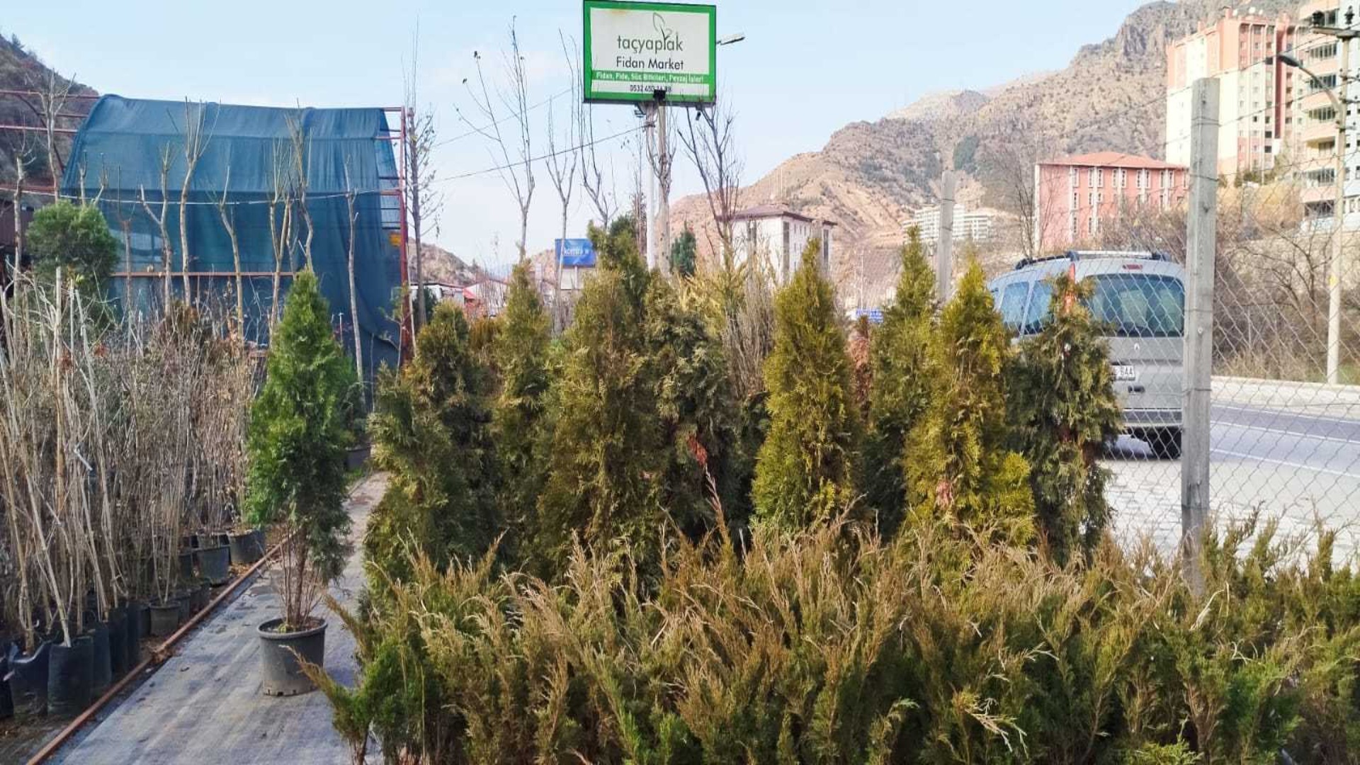 Taçyaprak Fidan Market