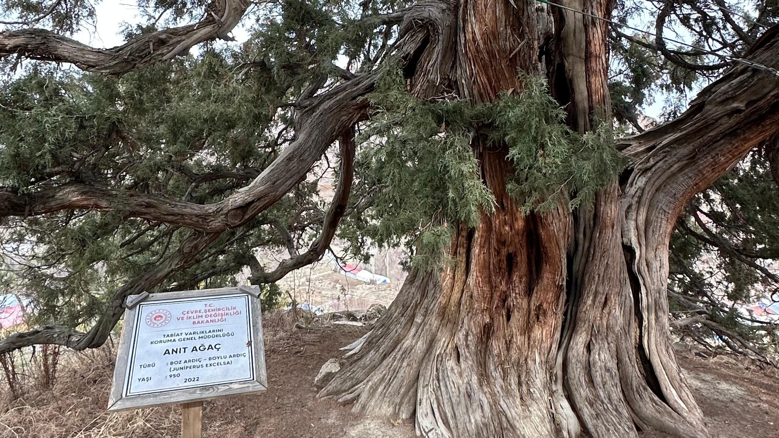 İmranlı Karacaören Anıt Ağacı