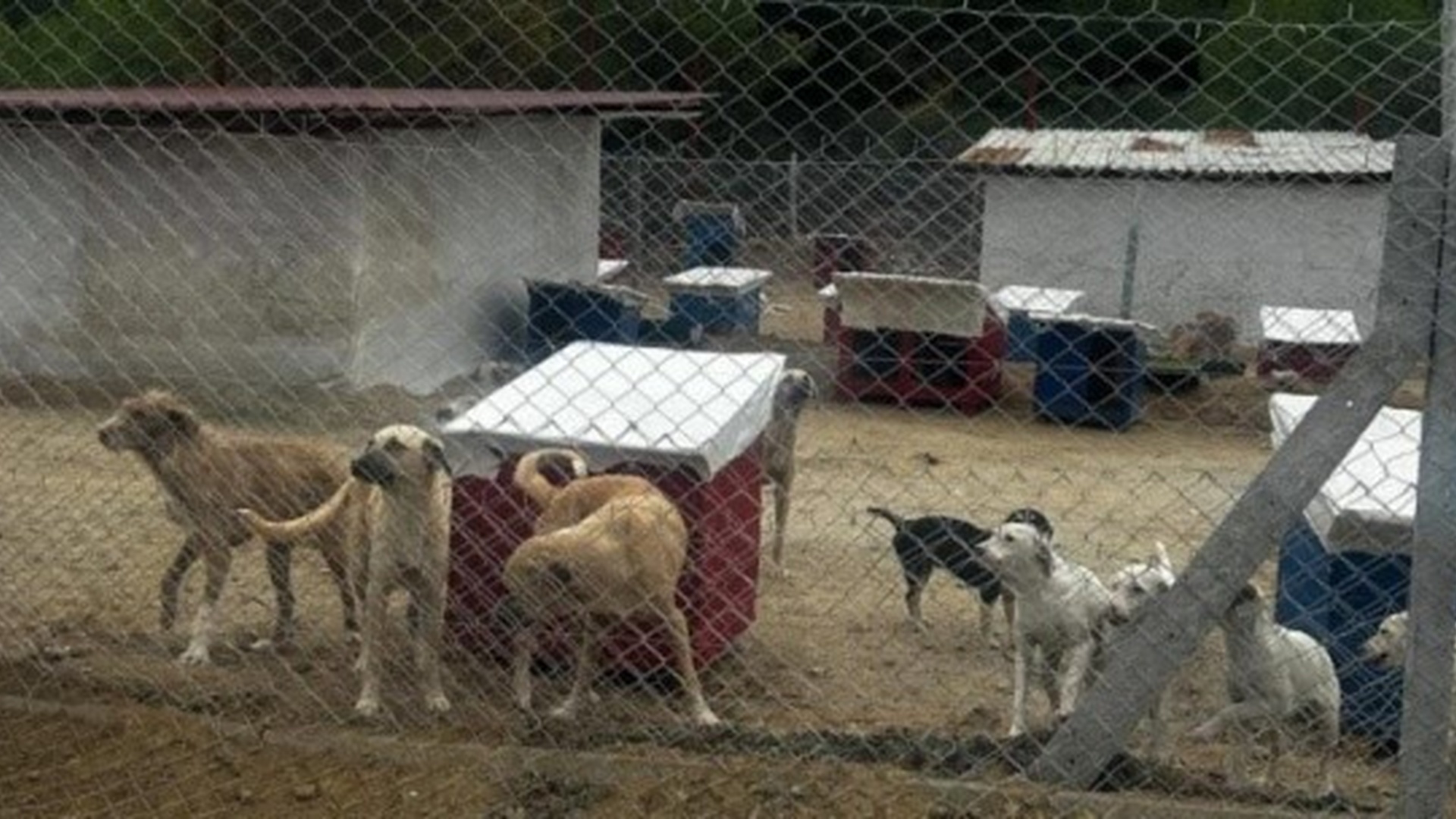 Sarıgöl Yeşiltepe Hayvan Bakım Evi ve Doğal Yaşam Alanı
