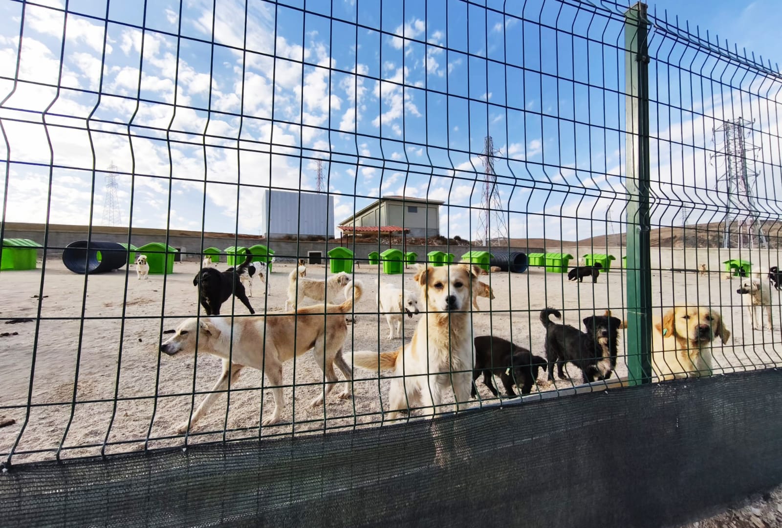 Kırşehir Belediyesi Sokak Hayvanları Rehabilitasyon Merkezi