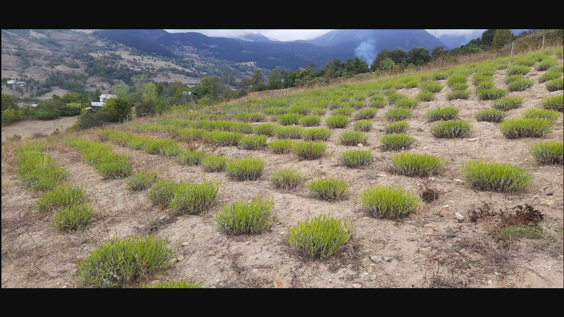 Ardanuç Lavanta Bahçesi ve Üretim Tesisi