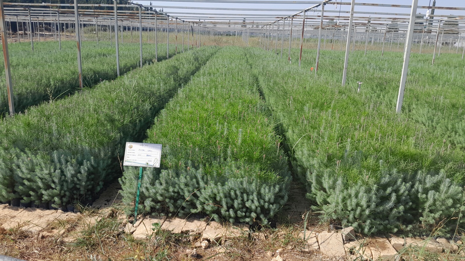 Adıyaman Orman Fidanlık Müdürlüğü