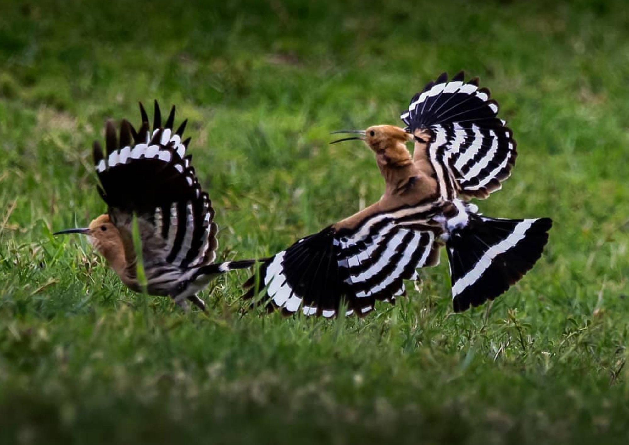 Aras Kuş Araştırma ve Eğitim Merkezi