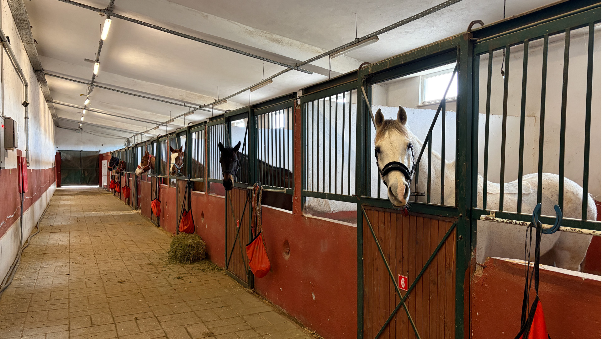 Osmangazi Üniversitesi Mahmudiye Atçılık Meslek Yüksekokulu