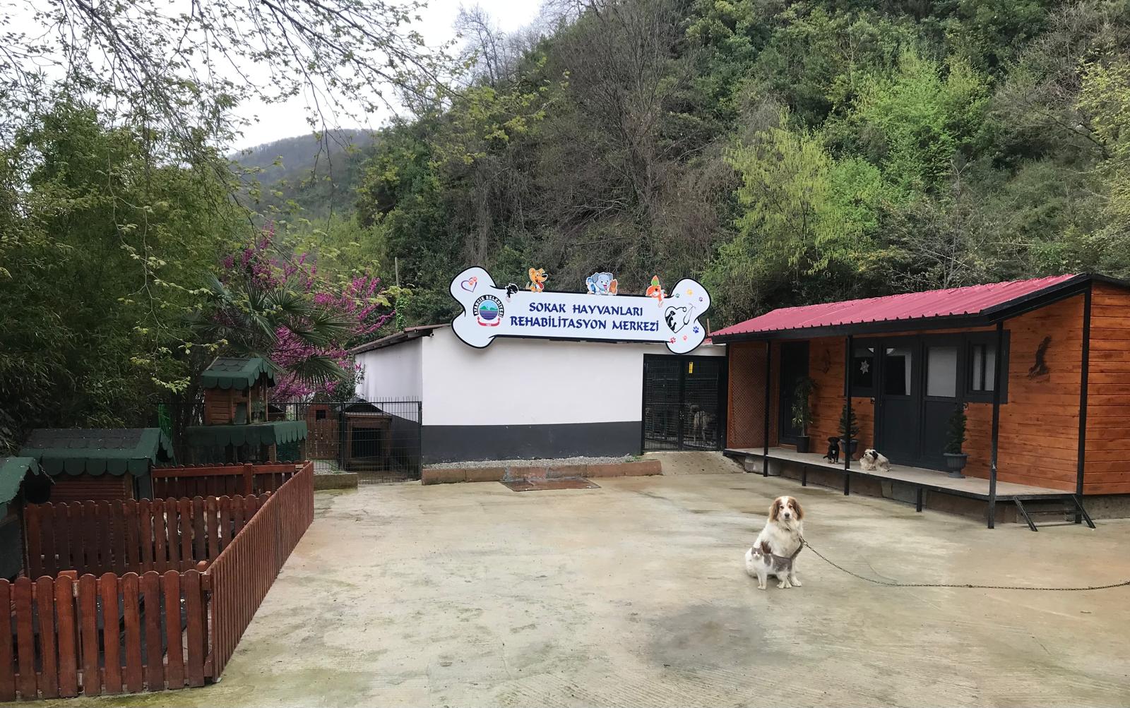 Ayancık Belediyesi Sokak Hayvanları Rehabilitasyon Merkezi