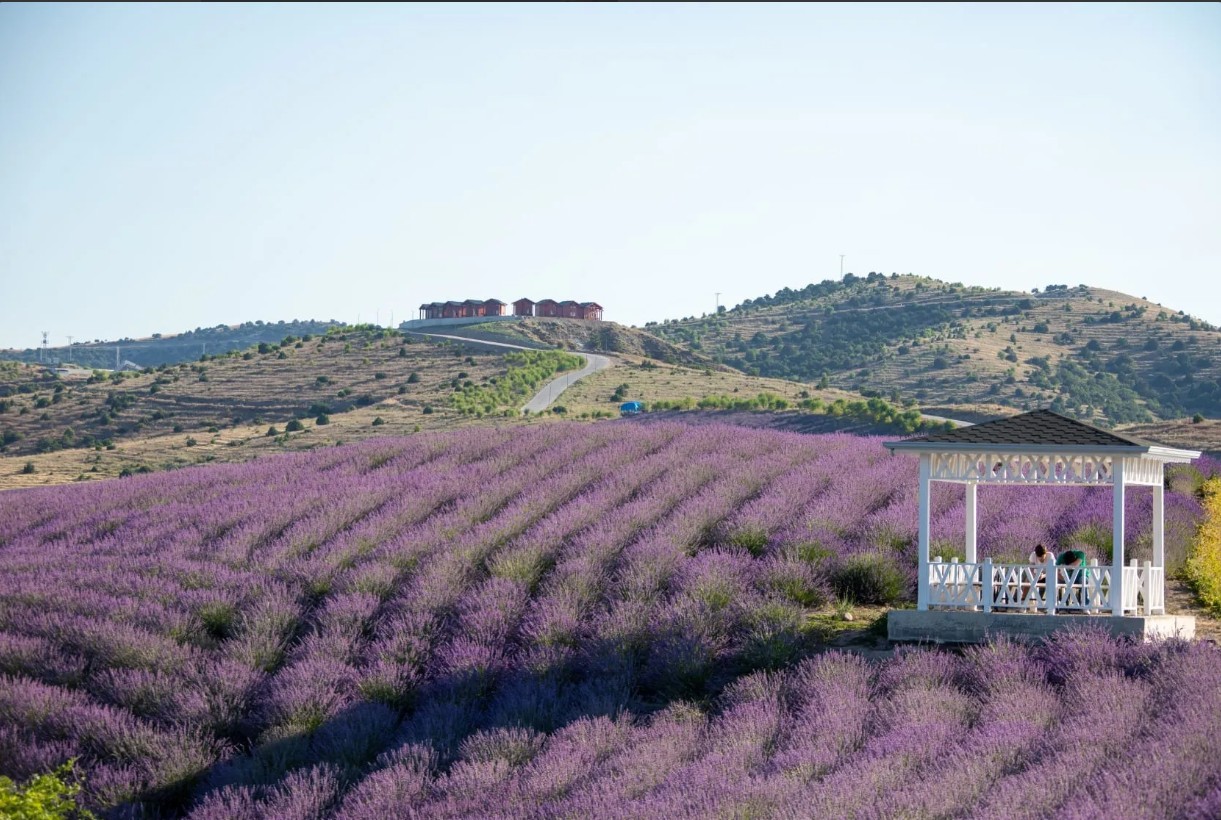 Çekerek Lavanta Adası