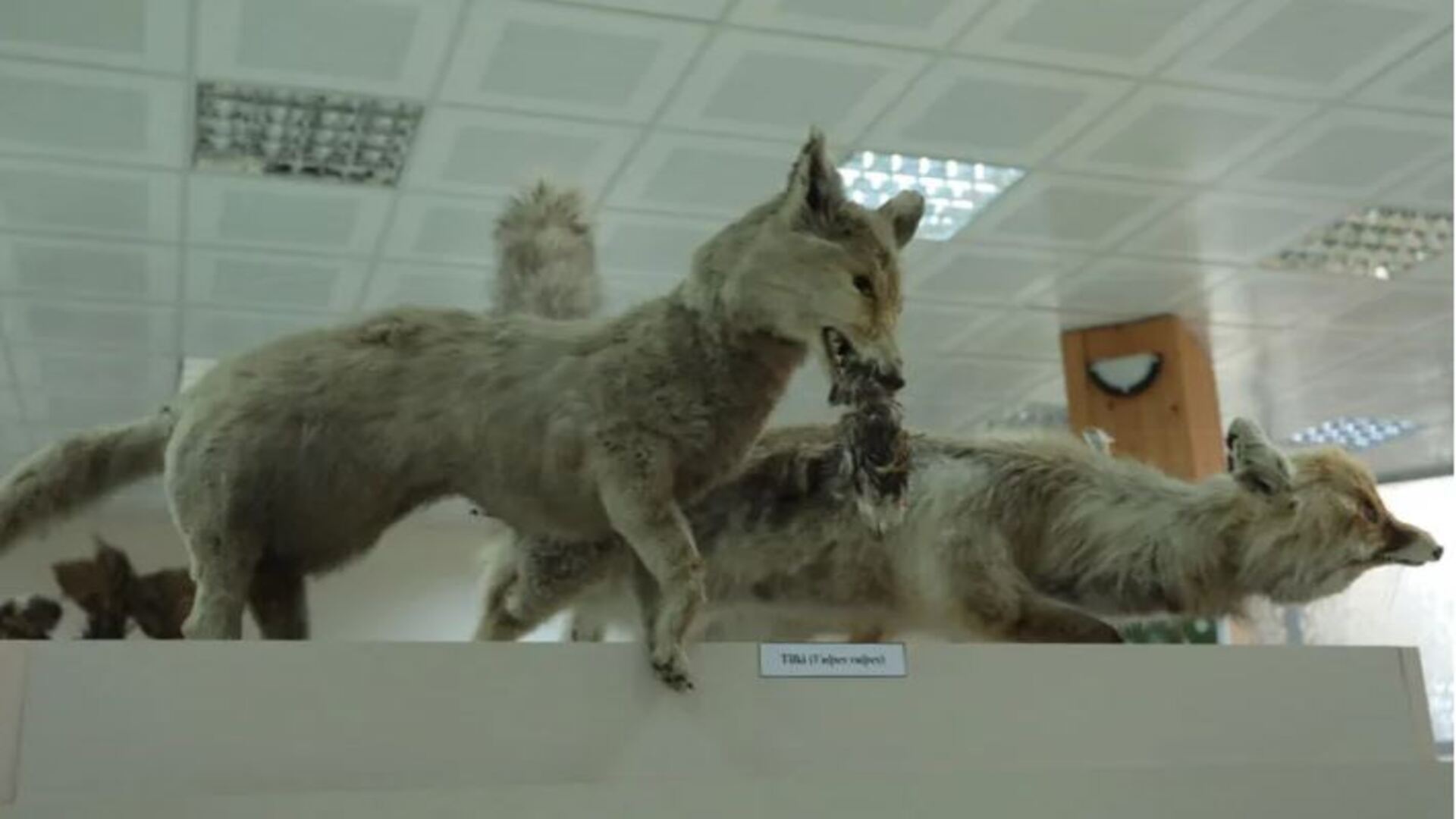 Dicle Üniversitesi Zooloji Müzesi